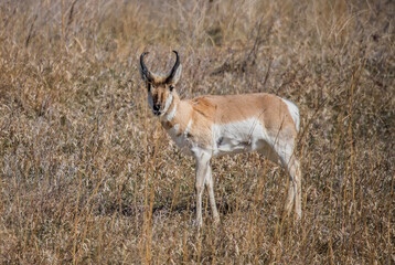 Naklejka na ściany i meble Pronghorn Antelope grazing in prairie 