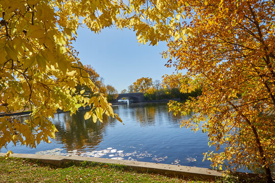 Yellow leaves in an arch showing a blue lake with bridge in the background near Minneapolis MN