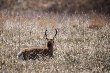 Pronghorn Antelope grazing in prairie 