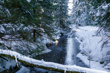 Zima w lesie Zamarzający strumień Przewrócone drzewo © FotoArt MP