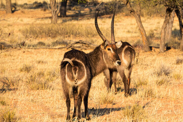 Male Waterbuck in afternoon light