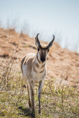 Pronghorn Antelope grazing in prairie 