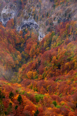 Vibrant forests on mountain
