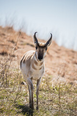 Pronghorn Antelope grazing in prairie 