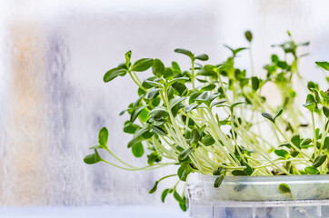 Close-up of radish or mustard or linen microgreens. Growing microgreen sprouts close up view....