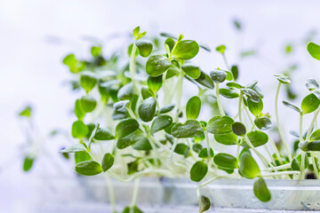 Close-up of radish or mustard or linen microgreens. Growing microgreen sprouts close up view. Germination of seeds at home. Vegan and healthy eating concept. Sprouted seeds, micro greens.