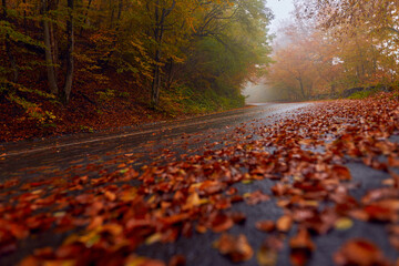 Road through autumnal forest