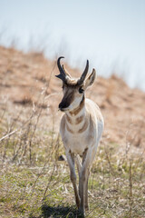 Pronghorn Antelope grazing in prairie 