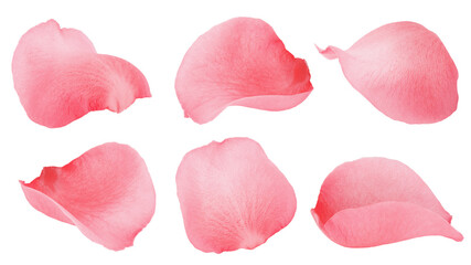 Rose petals, isolated on white background, clipping path, full depth of field