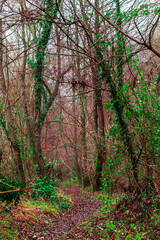 A path through the trees