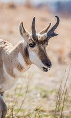 Pronghorn Antelope grazing in prairie 