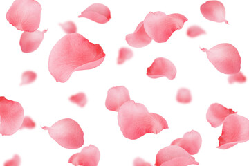Falling Rose petal, isolated on white background, selective focus