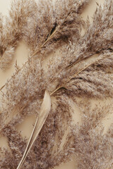 Dry pampas grass reeds agains on beige background. Beautiful pattern with neutral colors. Minimal,...