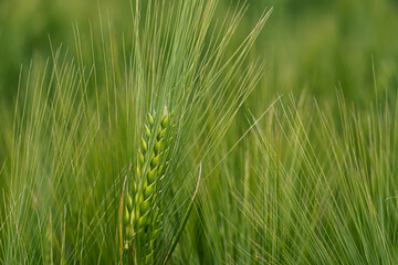 portrait of a turkey