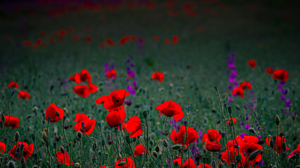Obraz na płótnie Canvas field of red poppy