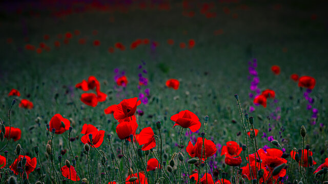 field of red poppy © stop.i.will.shoot