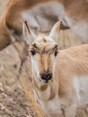 Pronghorn Antelope grazing in prairie 