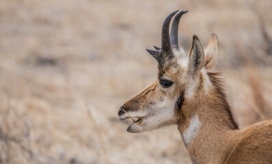 Pronghorn Antelope grazing in prairie 