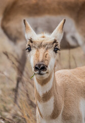 Pronghorn Antelope grazing in prairie 