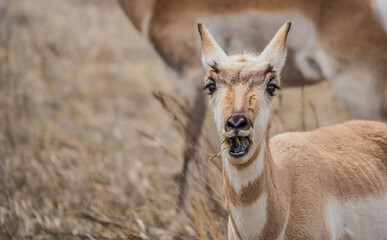 Pronghorn Antelope grazing in prairie 
