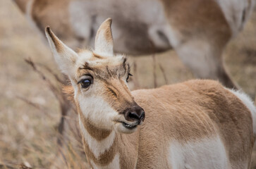 Pronghorn Antelope grazing in prairie 