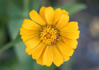 
Image of a yellow flower, close-up.