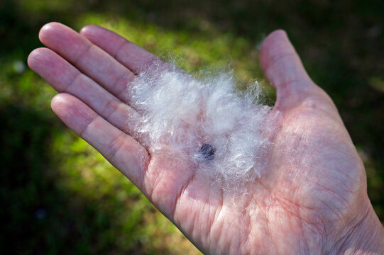 Silk floss tree seed (Ceiba speciosa or Chorisia speciosa) surrounded by a mass of fibrous, Rio, Brazil