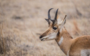 Pronghorn Antelope grazing in prairie 