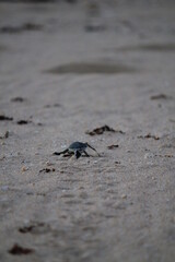 New born Green Sea Turtle crawling towards the water