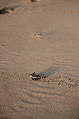 New born Green Sea Turtle crawling towards the water