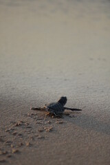 New born Green Sea Turtle crawling towards the water