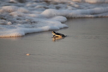 New born Green Sea Turtle crawling towards the water