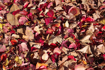 High angle full frame close-up view of fallen colorful autumn leaves on the ground