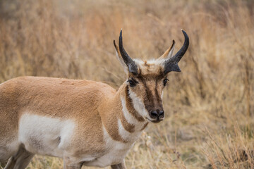 Pronghorn Antelope grazing in prairie 