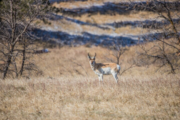 pronghorn in prairie male\