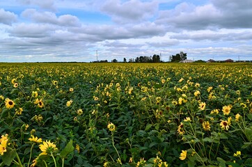 field of sunflowers