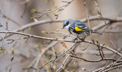 yellow warbler in tree