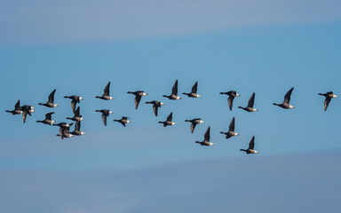 Brent Geese  in flight, Brent Goose (Branta bernicla) in Devon in England, Europe