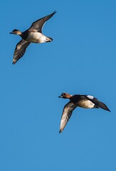 Eurasian Wigeon (Mareca penelope) birds in flight in sky