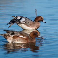 Eurasian Wigeon (Mareca penelope) birds in environment.