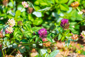 Roter Wiesen Klee, mit lila, violett farbener Blüte