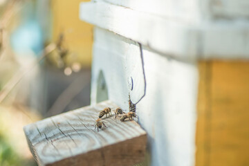 Bees on the flight of the flight. Bees guard hive.