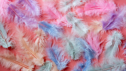 multicolored feathers are laid out on a light pink background, сhaotic flat lay, feathers chaotic to each other. top view, flatly abstract