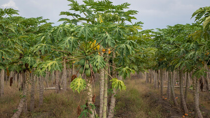 Photograph of a papaya crop with fruits and green leaves