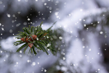 Green fir pine branch with small cones covered frost in snowy weather. Snow weather or Christmas background. Close up with selective focus and shallow depth of field.