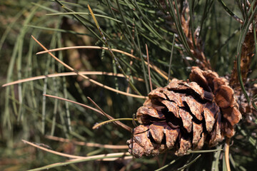 Side Angle view of pine cone on tree branch