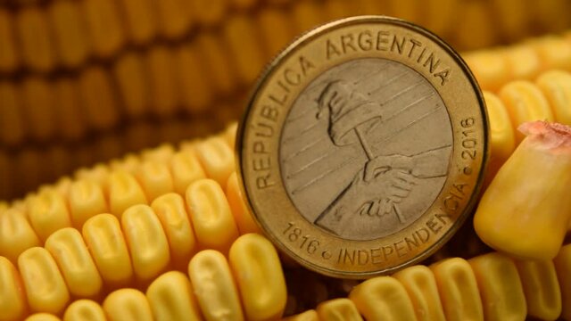 Peso argentino en una mazorca de maíz Argentinsk pesos på maiskolbe