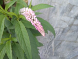  Celosia Argentea, Bogor, Indonesia - 2020