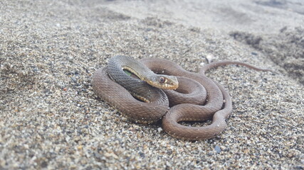 serpiente en arena