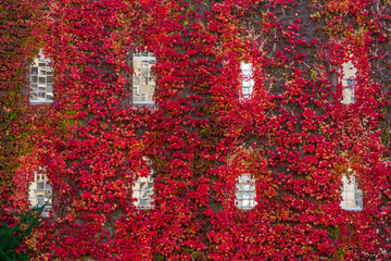 Building covered in red ivy autumn leaves. Fall season in Cambridge. United Kingdom 